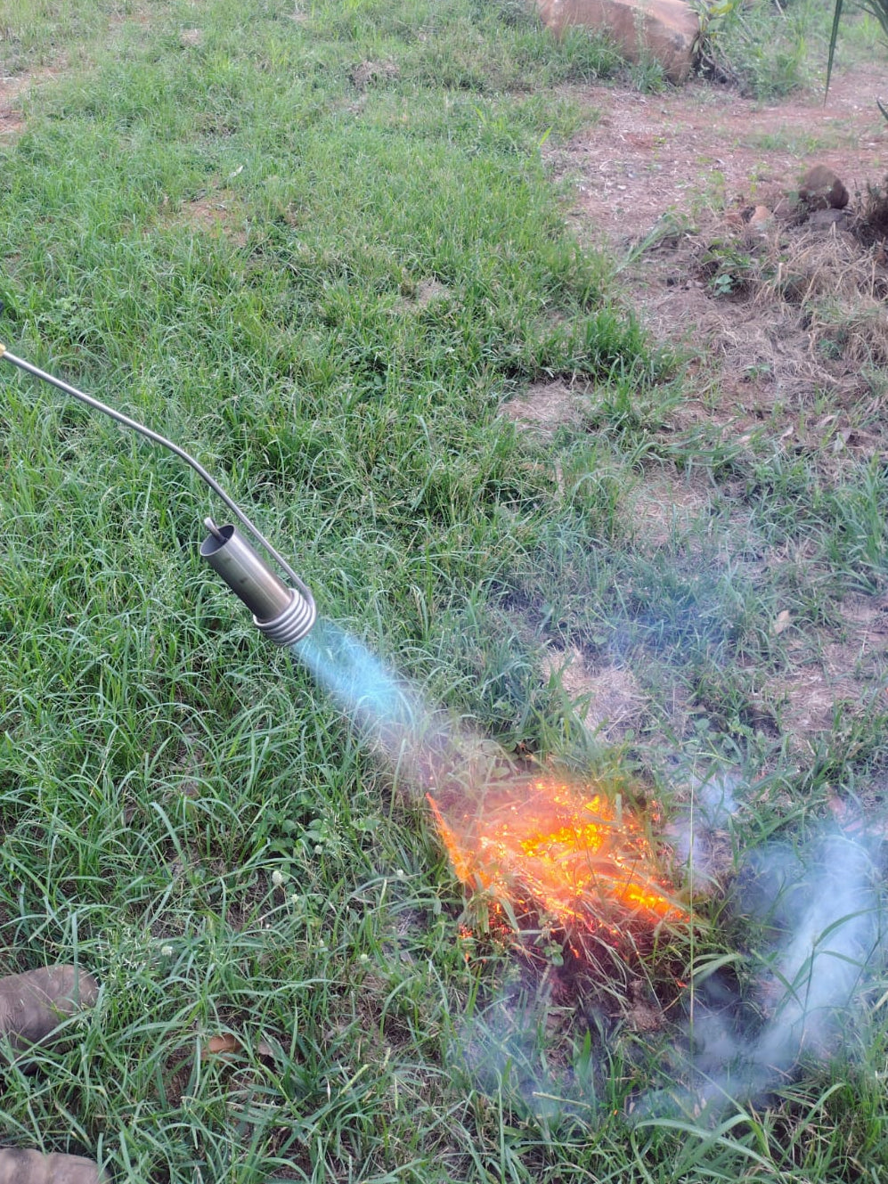 Flame weeder killing weeds at ground level without chemicals
