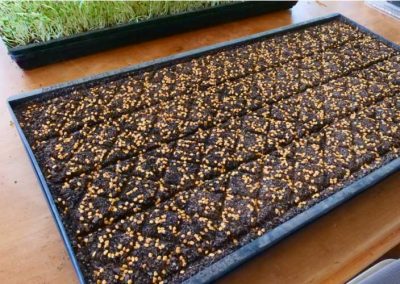 Extra tough Australian made microgreens growing trays, 10 pack