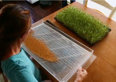 Open ended fodder tray for sprouting and microgreens
