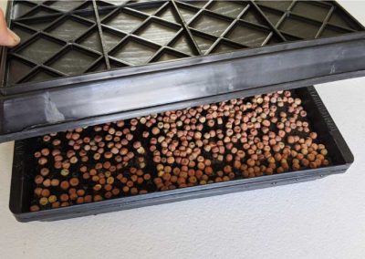 Microgreens drip tray without drainage holes