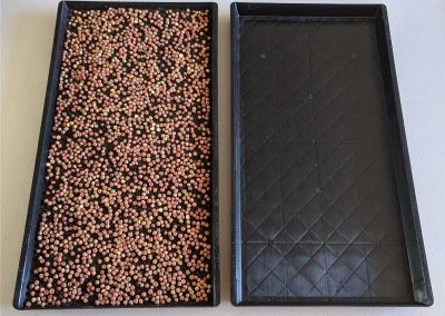 Heavy duty microgreen tray with drainage holes