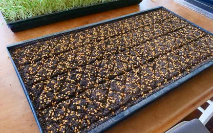 Undrilled seeder blank for the Curly's Ag microgreen seeder