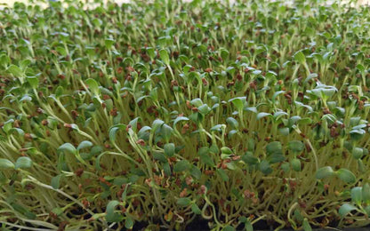 Microgreen seeder in use over a growing tray